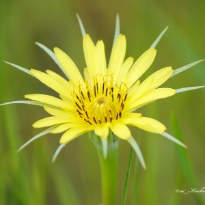 Yellow flower