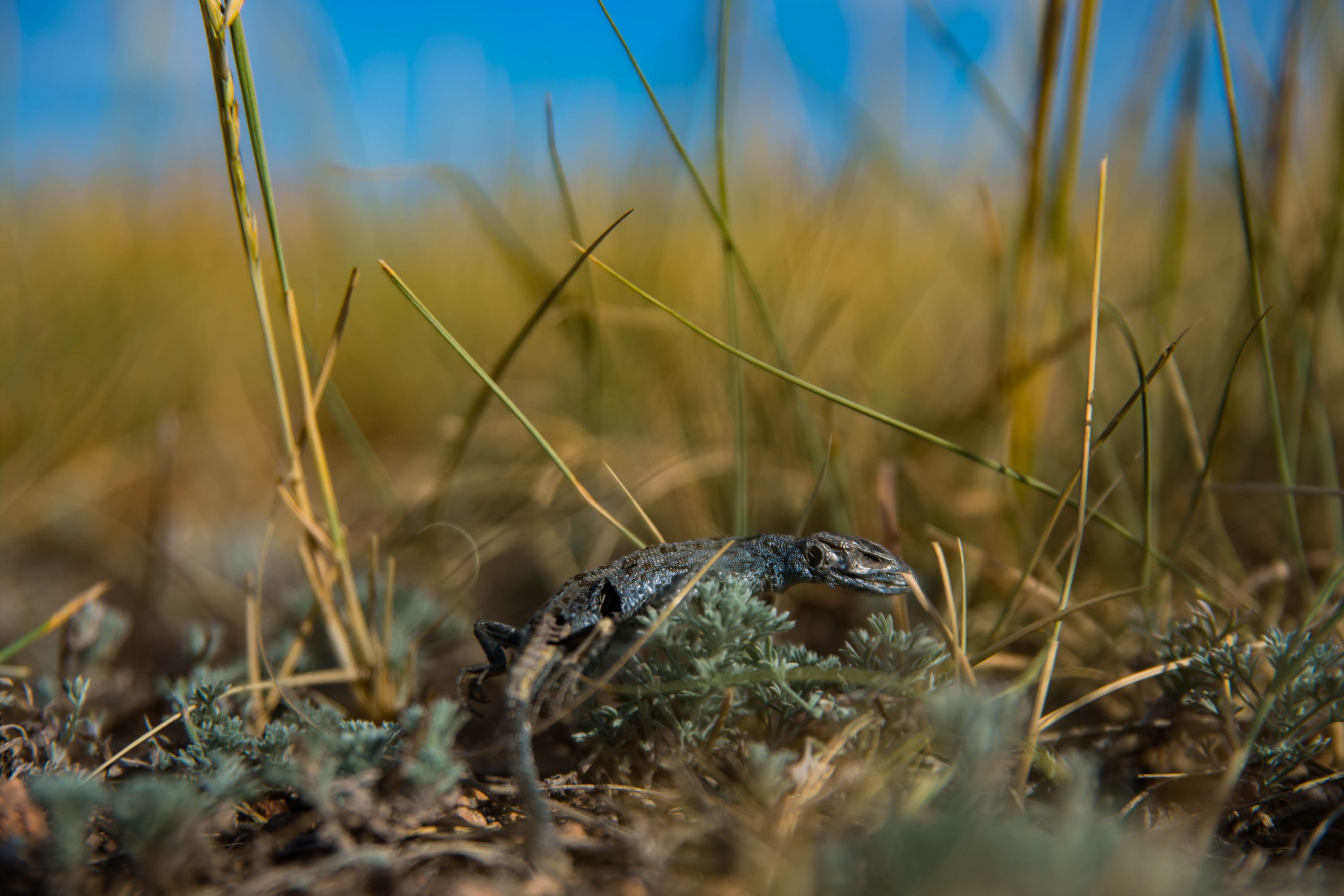 мумия ящерицы,чем не дракон?  a mummy lizard, than not a dragon?