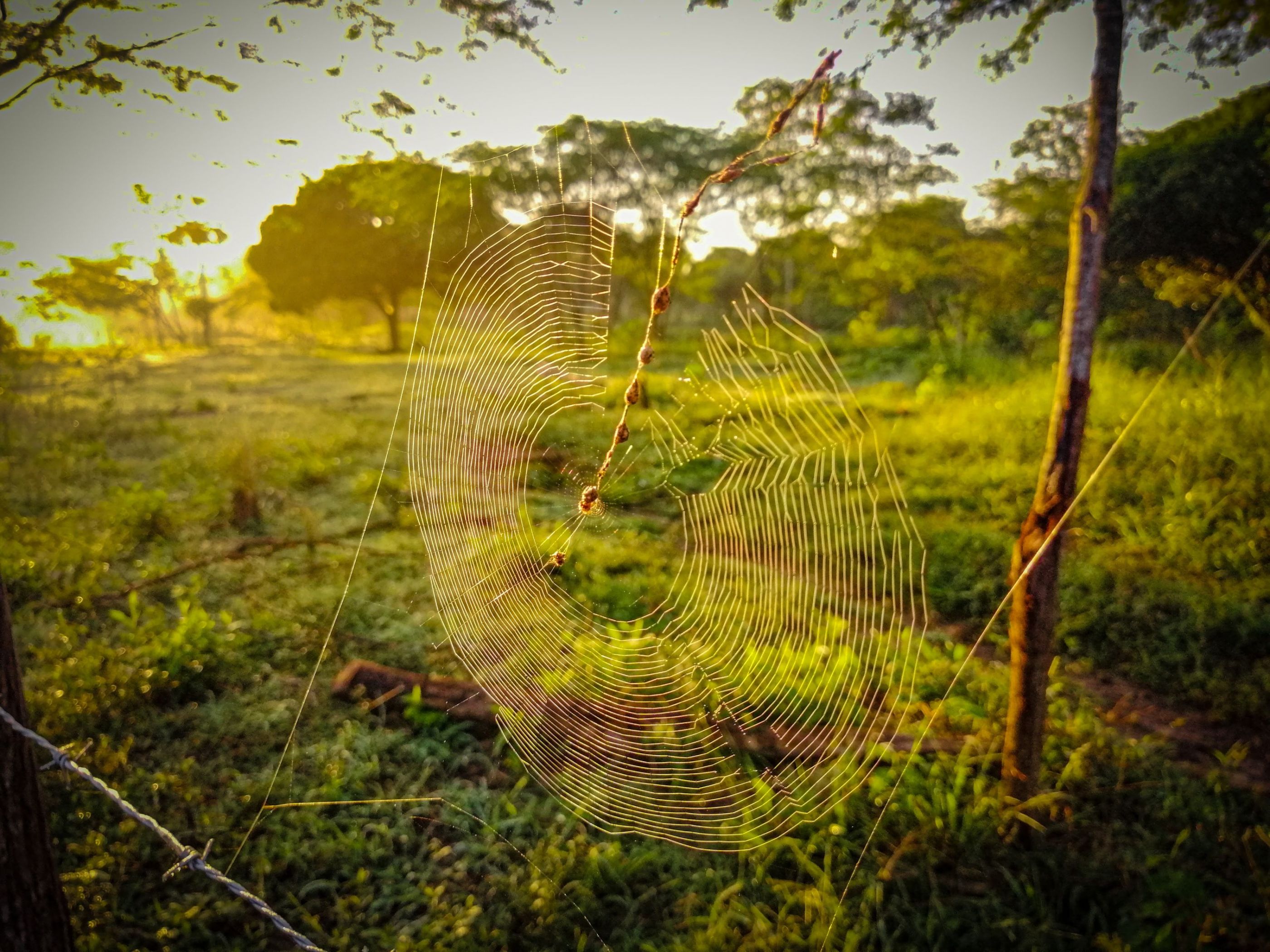 Telaraña