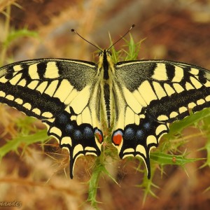 Papilio machaon