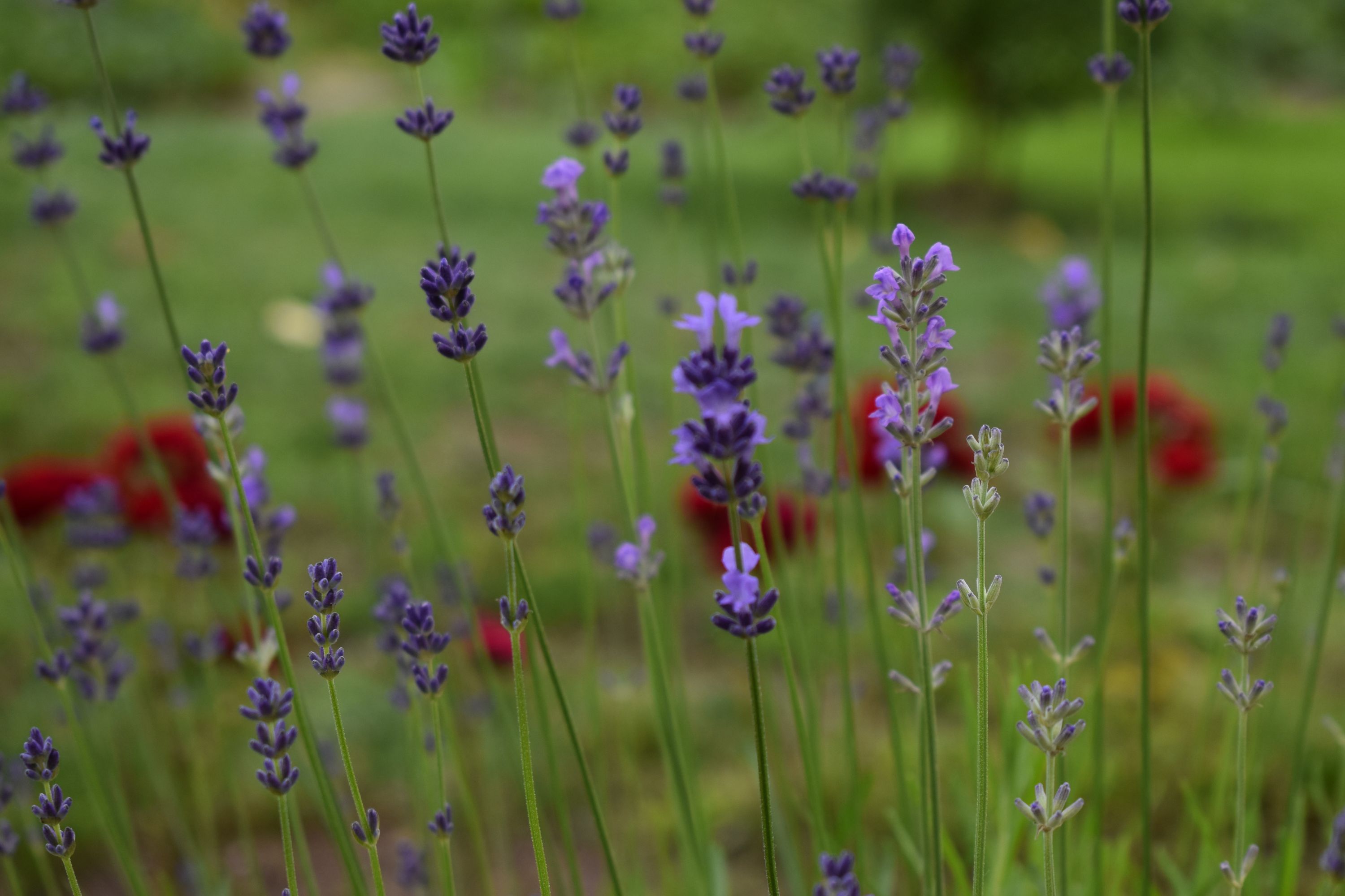 Lavander and roses