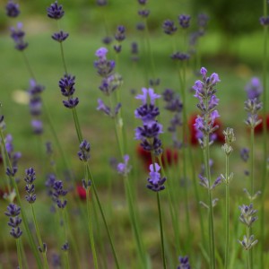 Lavander and roses