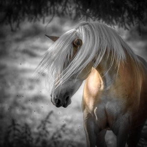 Haflinger