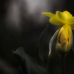 Tulpe küsst Osterglocke