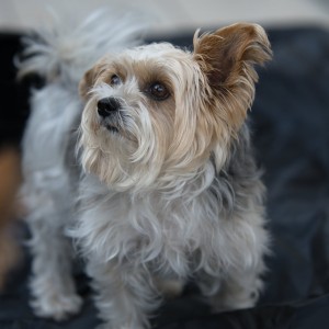 Yorkshire Terrier Biewer/Emma