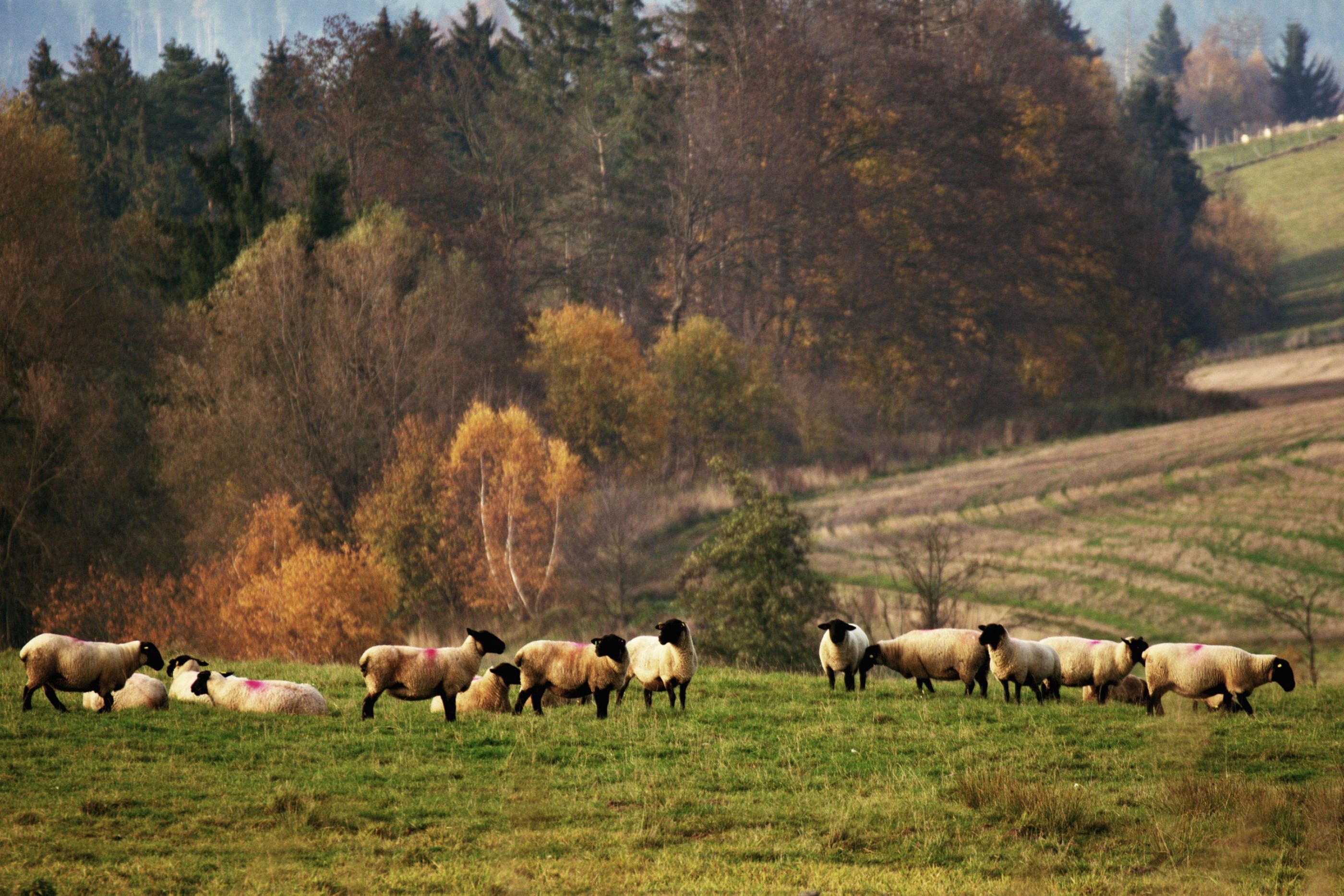 Ovčí pastvina.