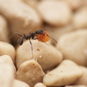 Ant world