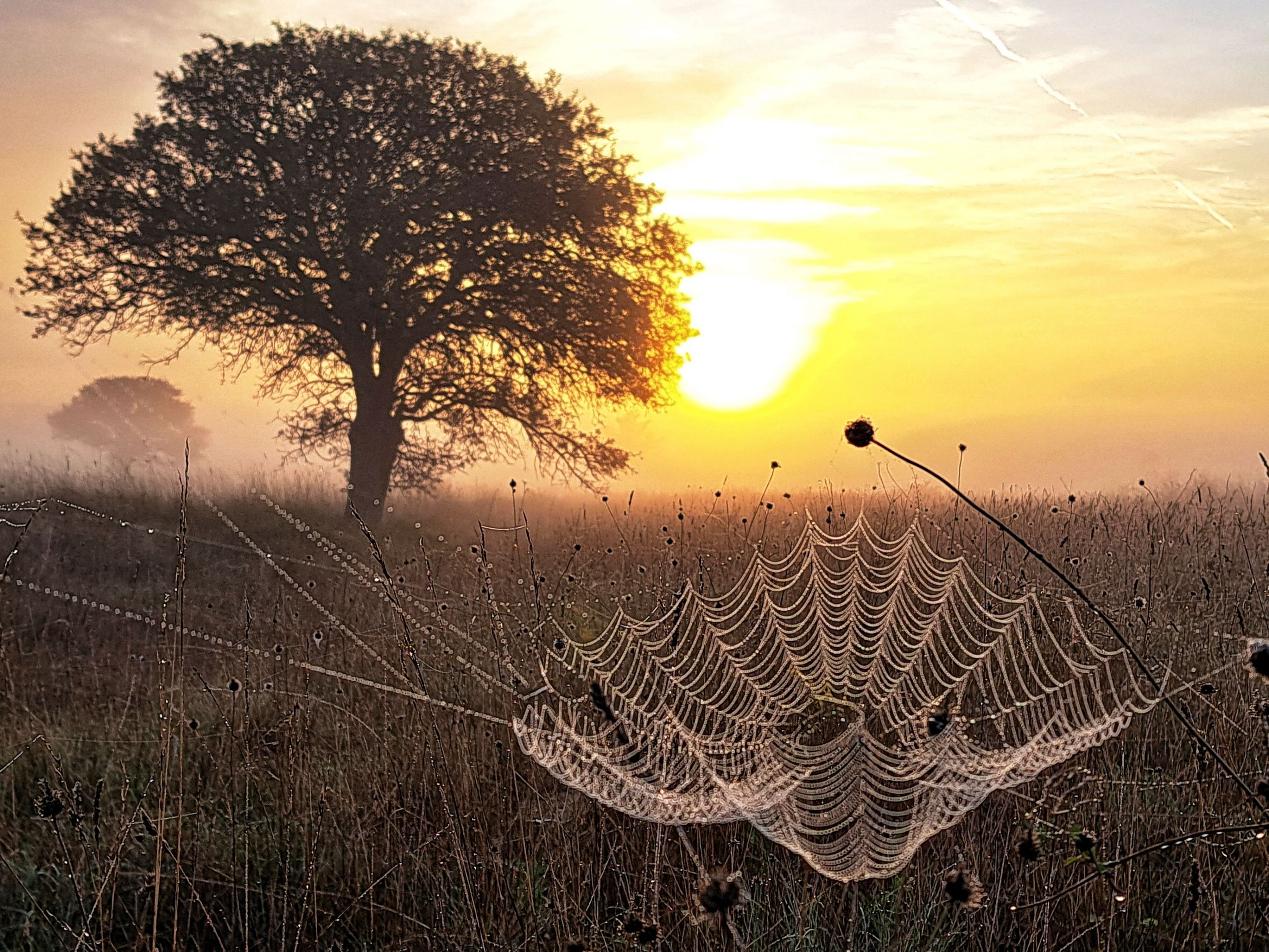 Spider sunrise