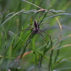 on grass