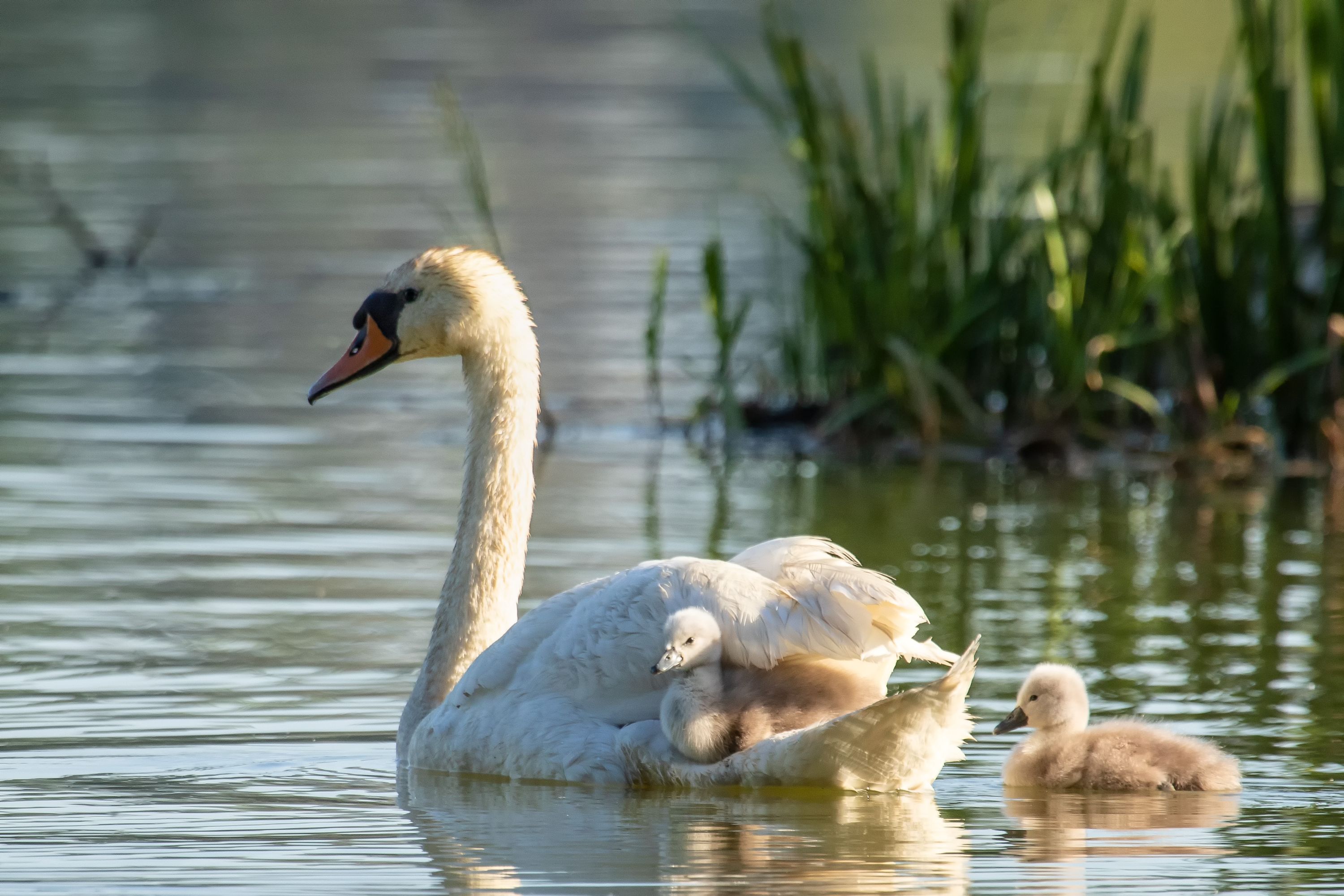 Cygnus olor and joungs