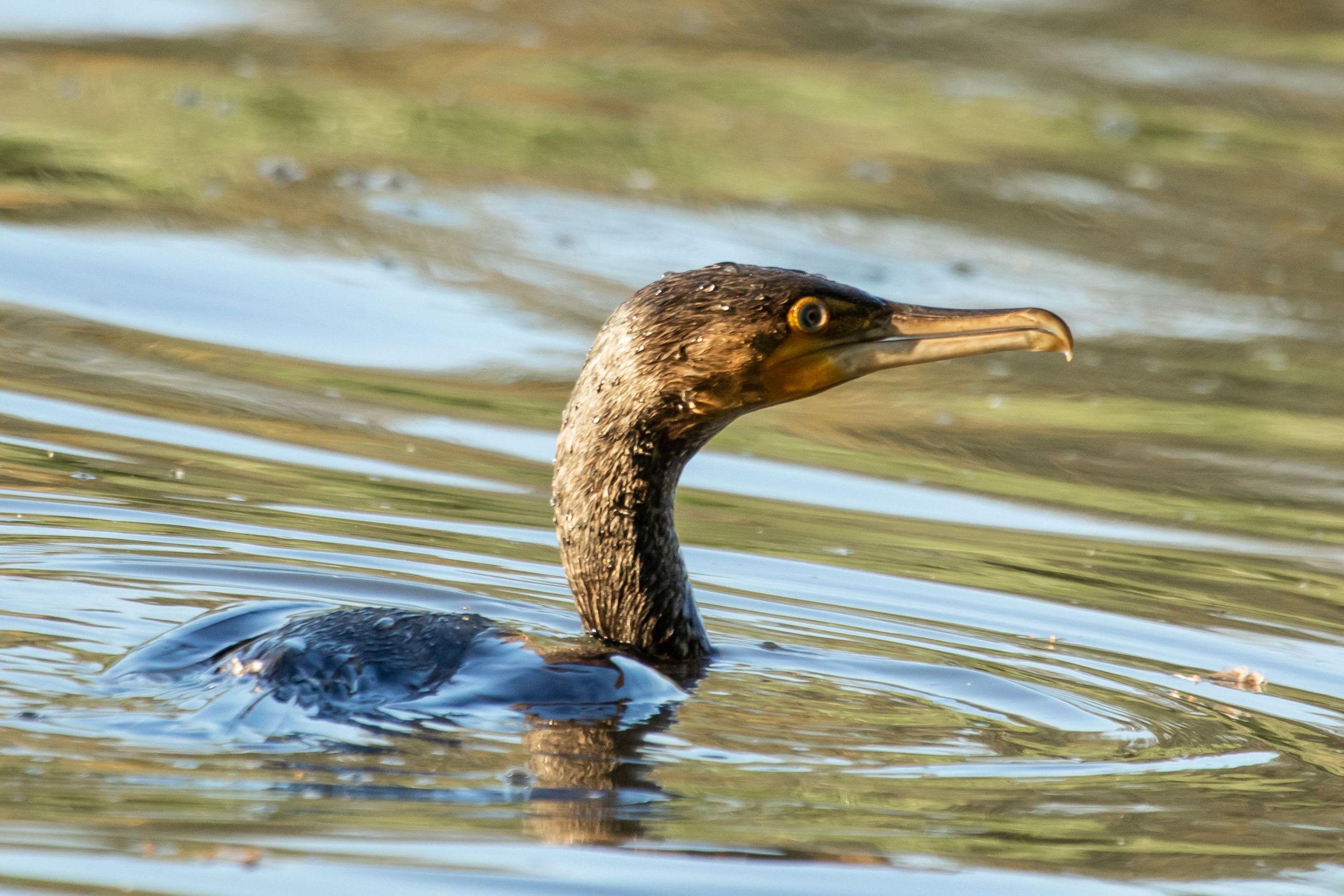 Kormorán velký    /Phalacrocorax carbo/