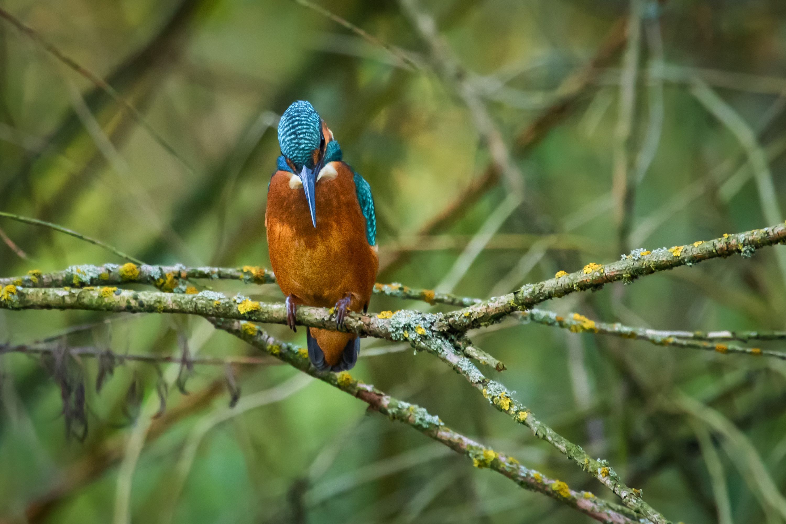 Ledňáček říční   /Alcedo atthis/