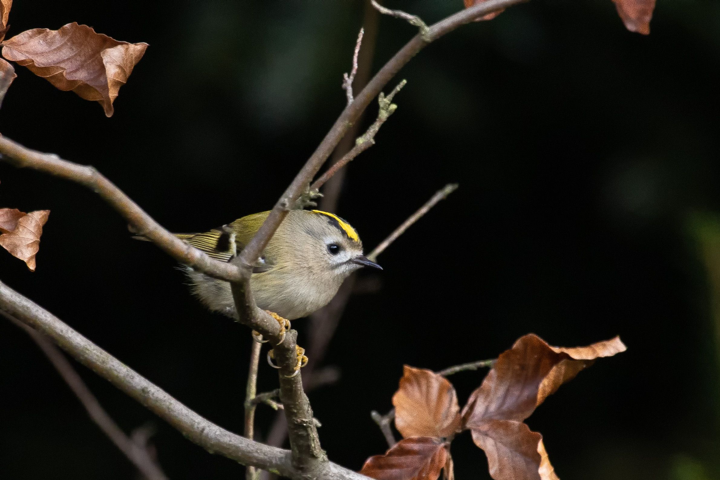 Králíček obecný (Regulus regulus)