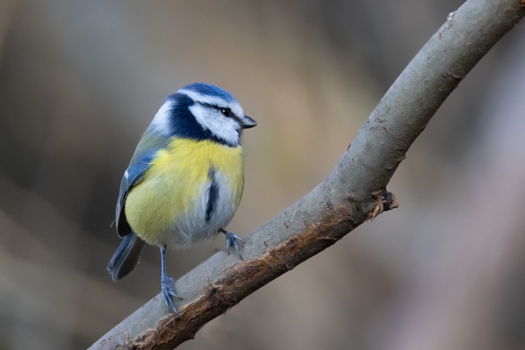 Sýkora modřinka (Cyanistes caeruleus)