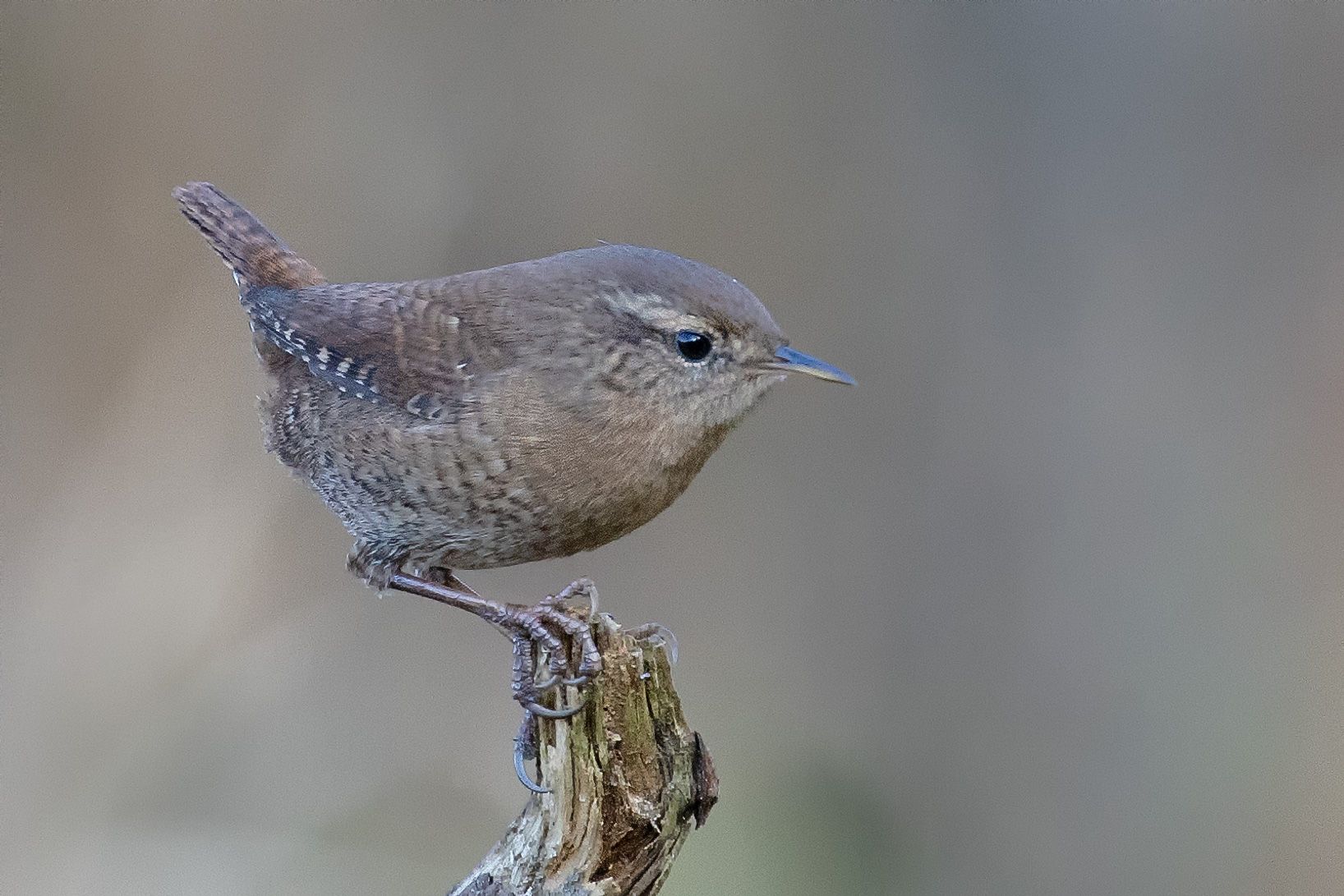 Střízlík obecný (Troglodytes troglodytes)