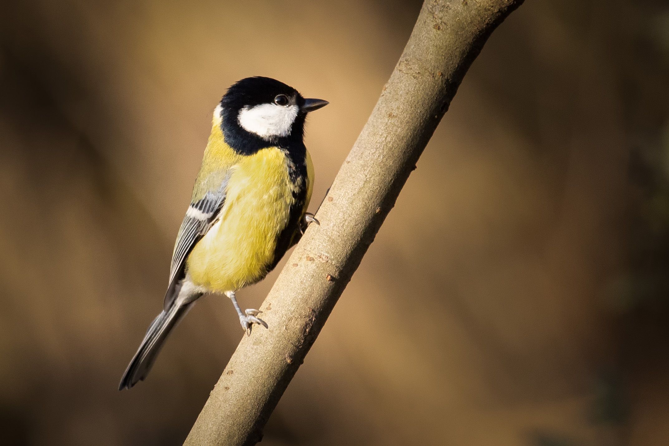 Sýkora koňadra (Parus major)