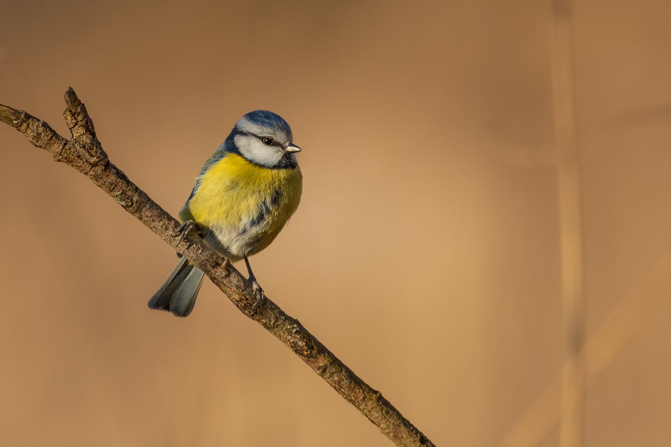 Sýkora modřinka (Cyanistes caeruleus)