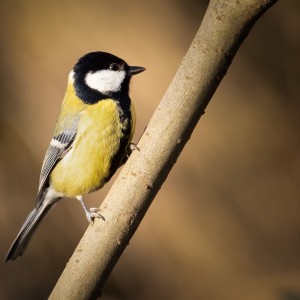 Sýkora koňadra (Parus major)