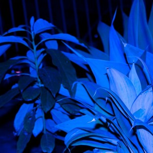 Blue plants.