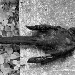 Dead bird.