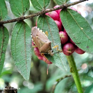 Visitante del jardín