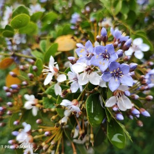 Flores después de la lluvia