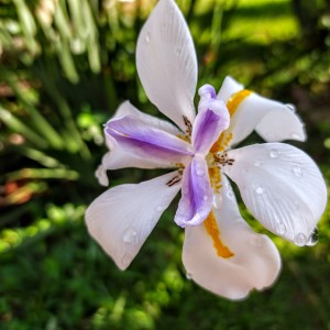 orquídea