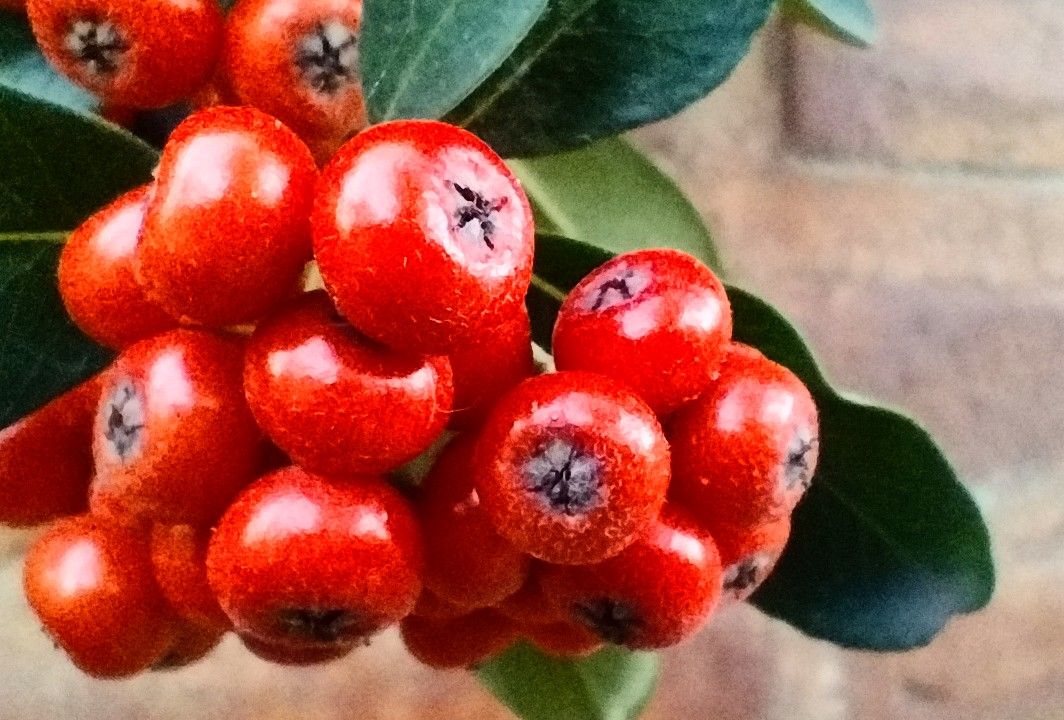 Crataegus Lore Guzmán Sileo Ph