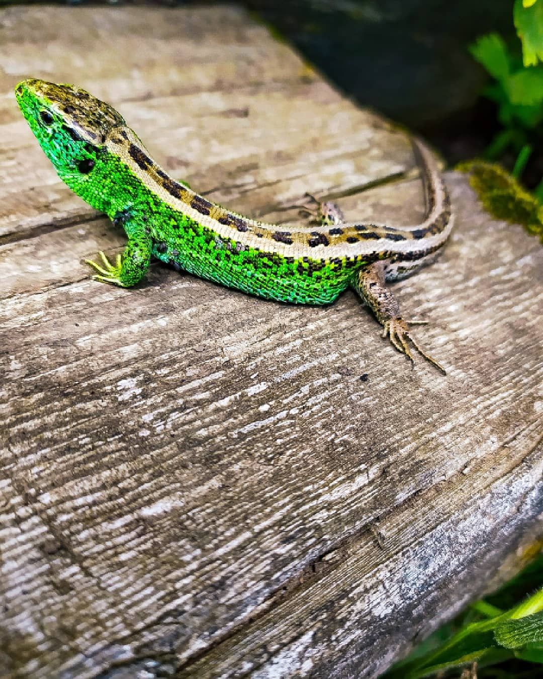 Lizard