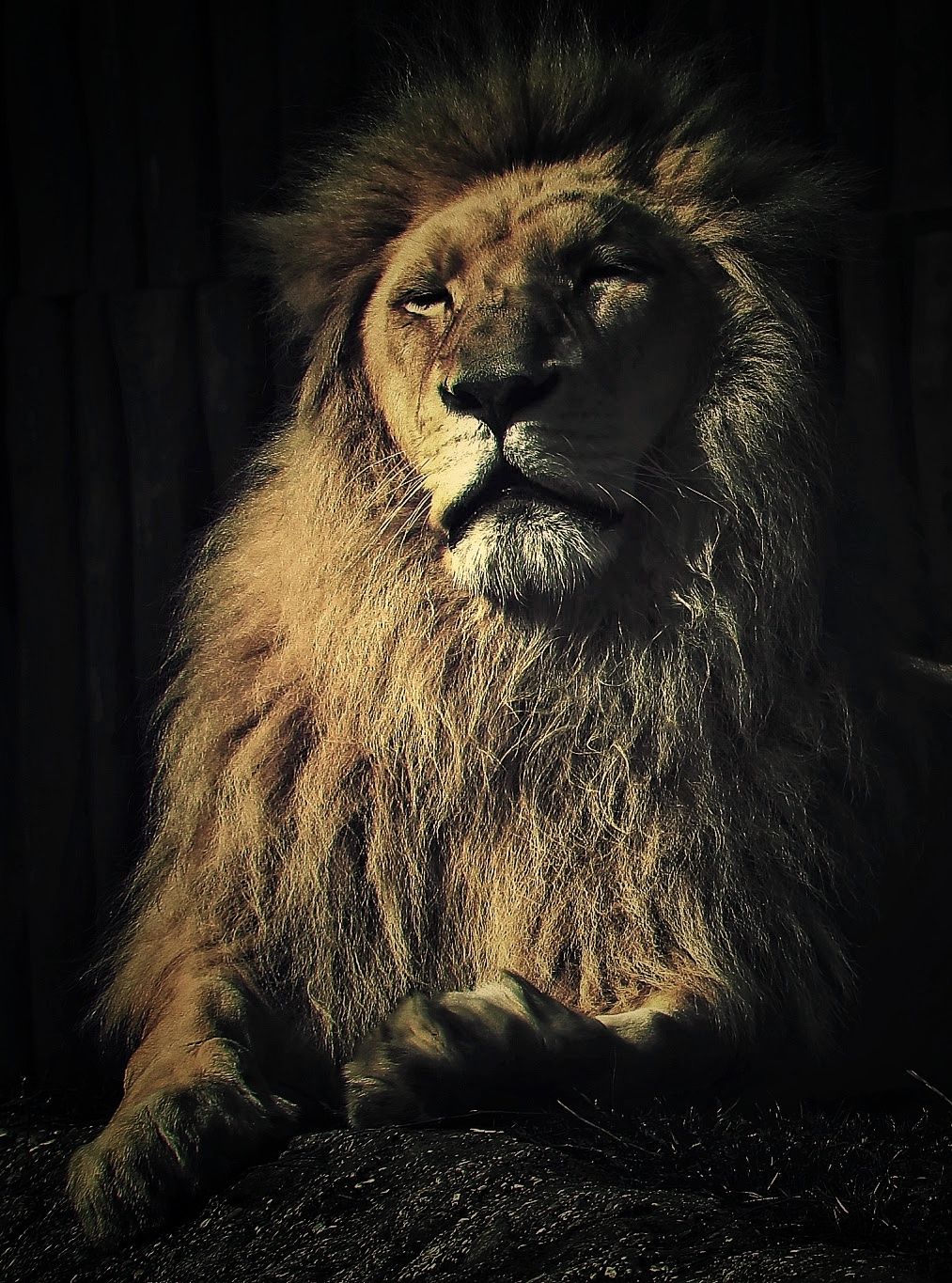 Kráľ zvierat