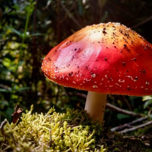 amanita m.