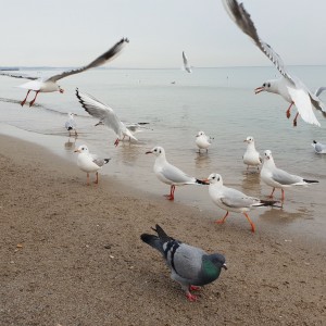 otrada beach birds