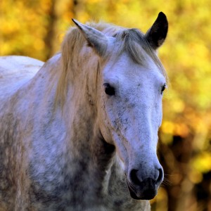 Equus caballus