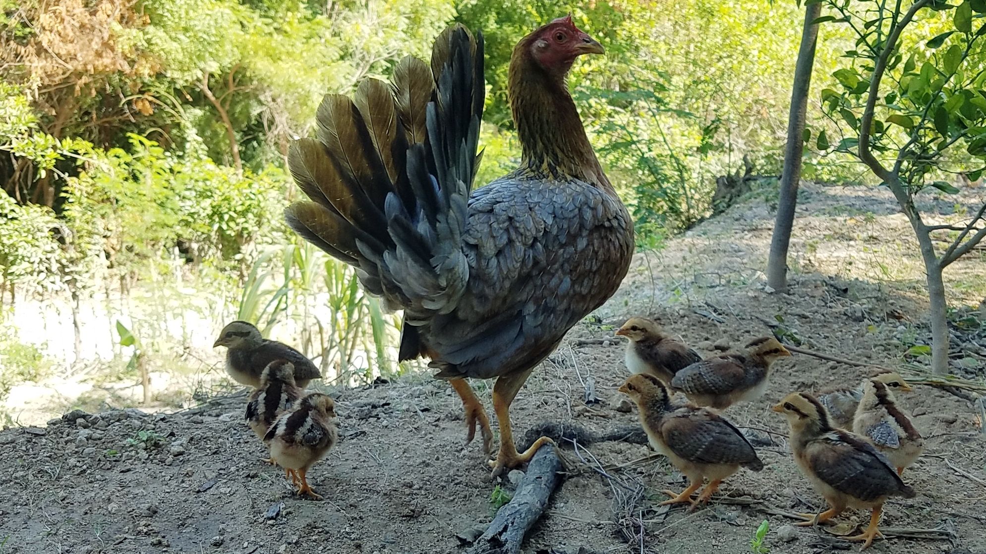 Gallina y Sus Pollitos