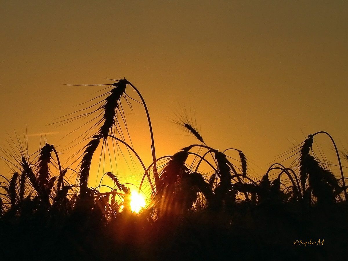 Sunset. summer