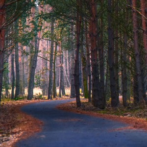 Colours of forest