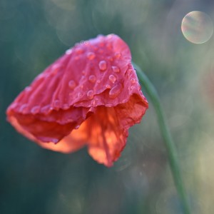 After summer rain