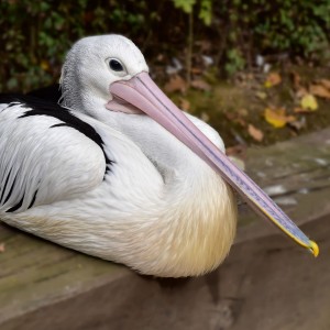 pelikán australský