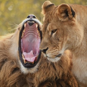 lví pár