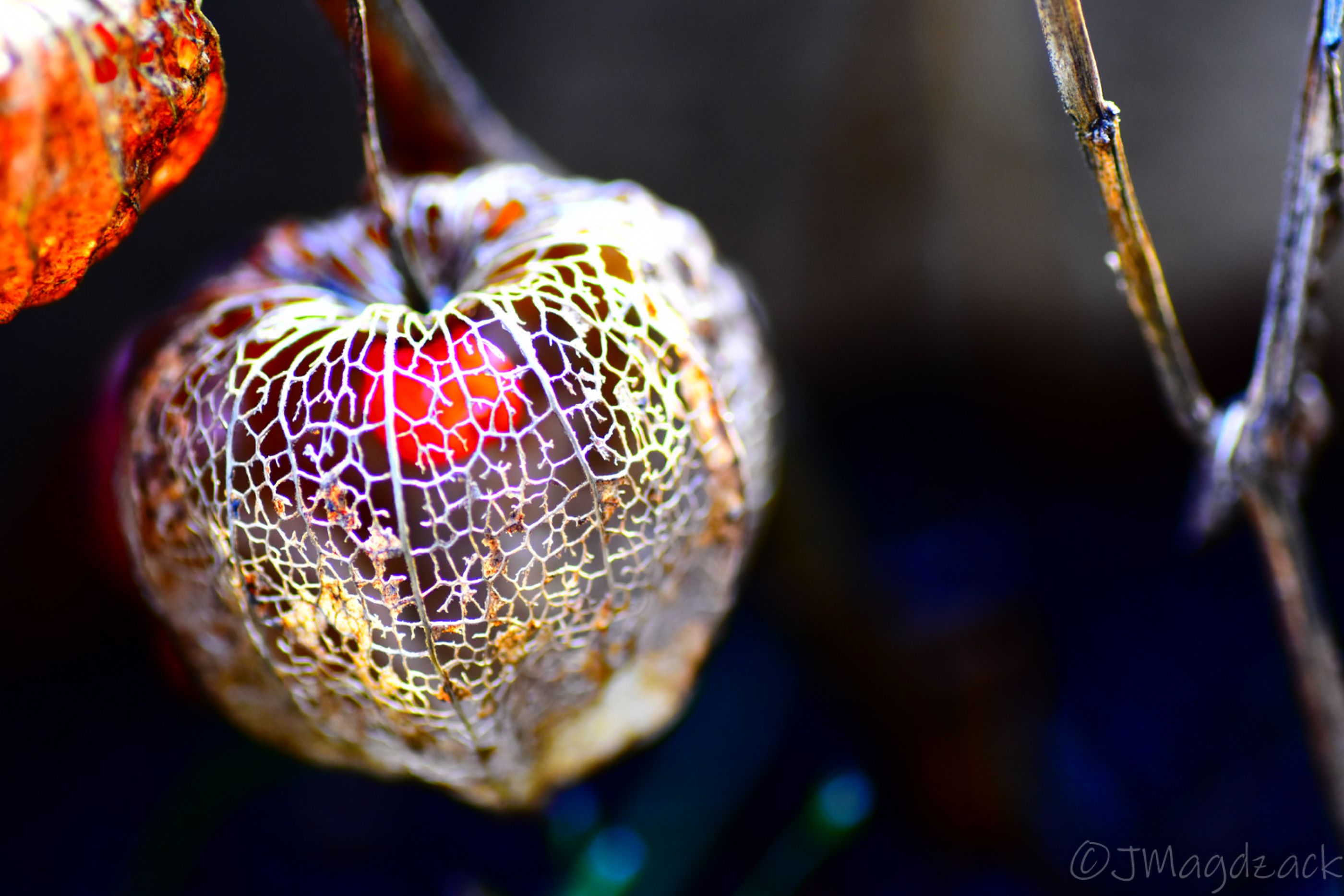 Physalis_04.02.2021