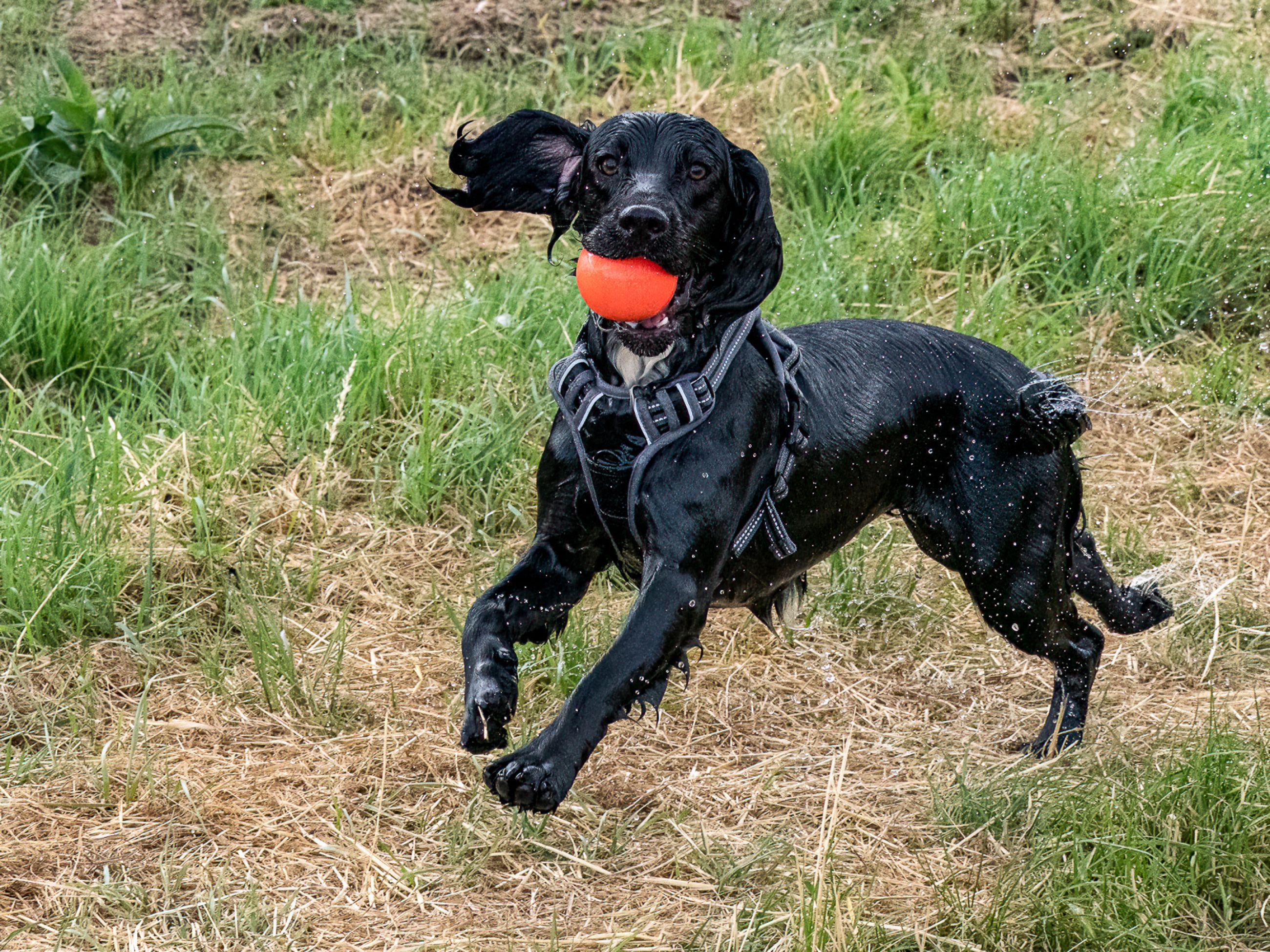 WET DOG WITH BALL
