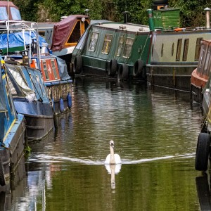 SwanBoats