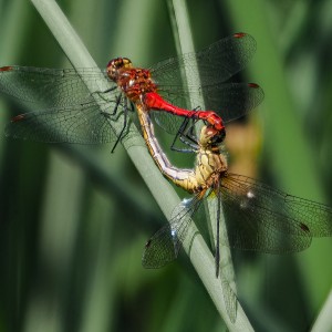 RED DARTERS