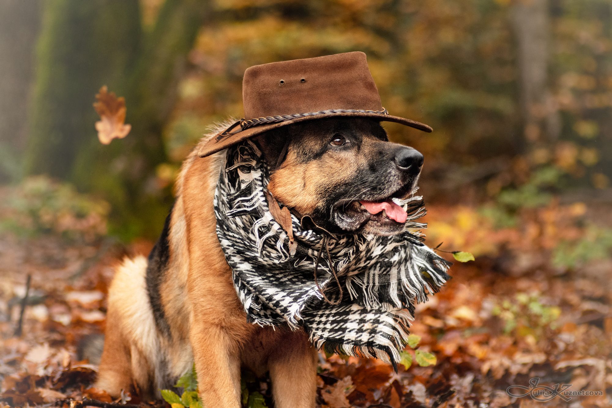 Hund und Herbst
