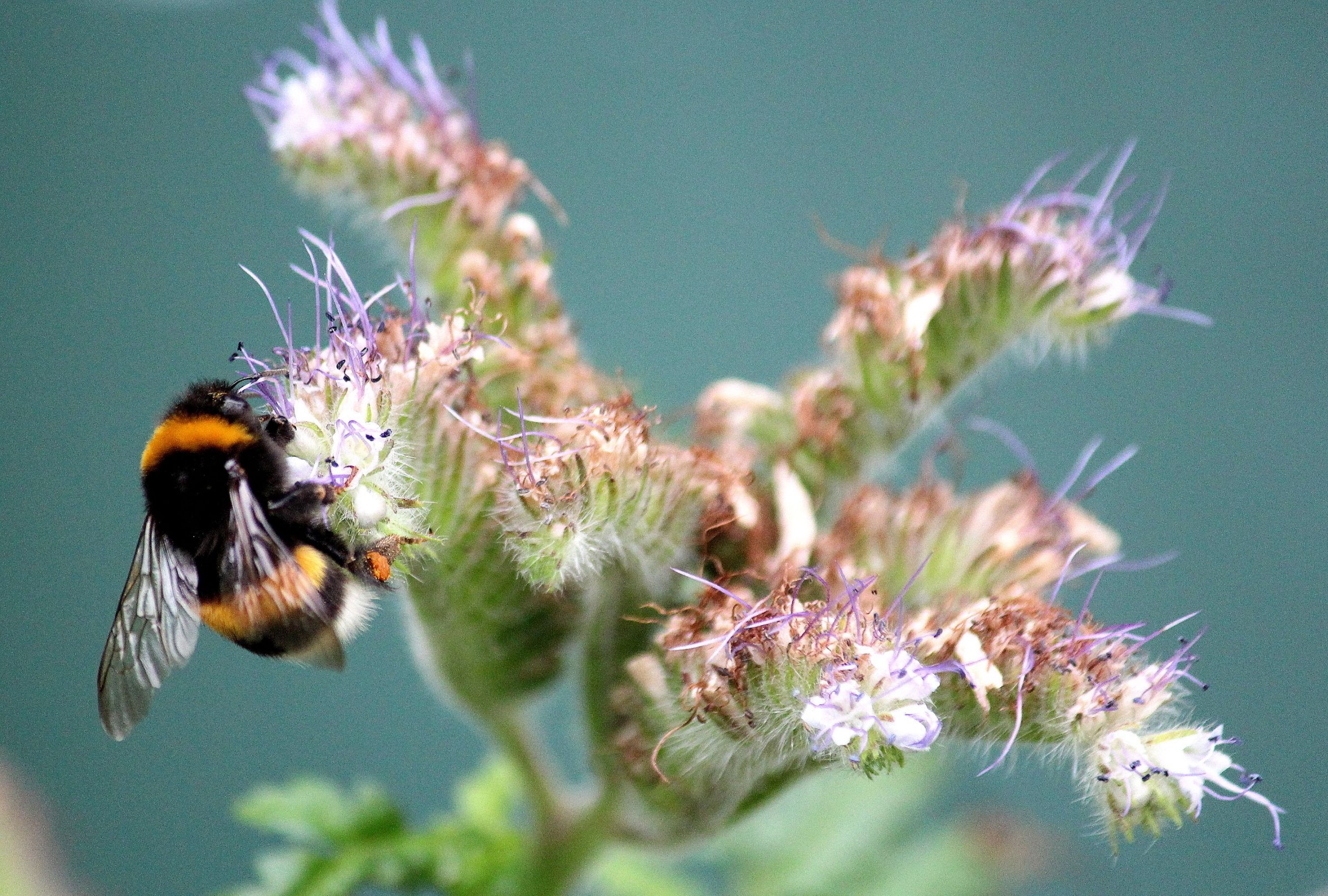 Bee and flower.