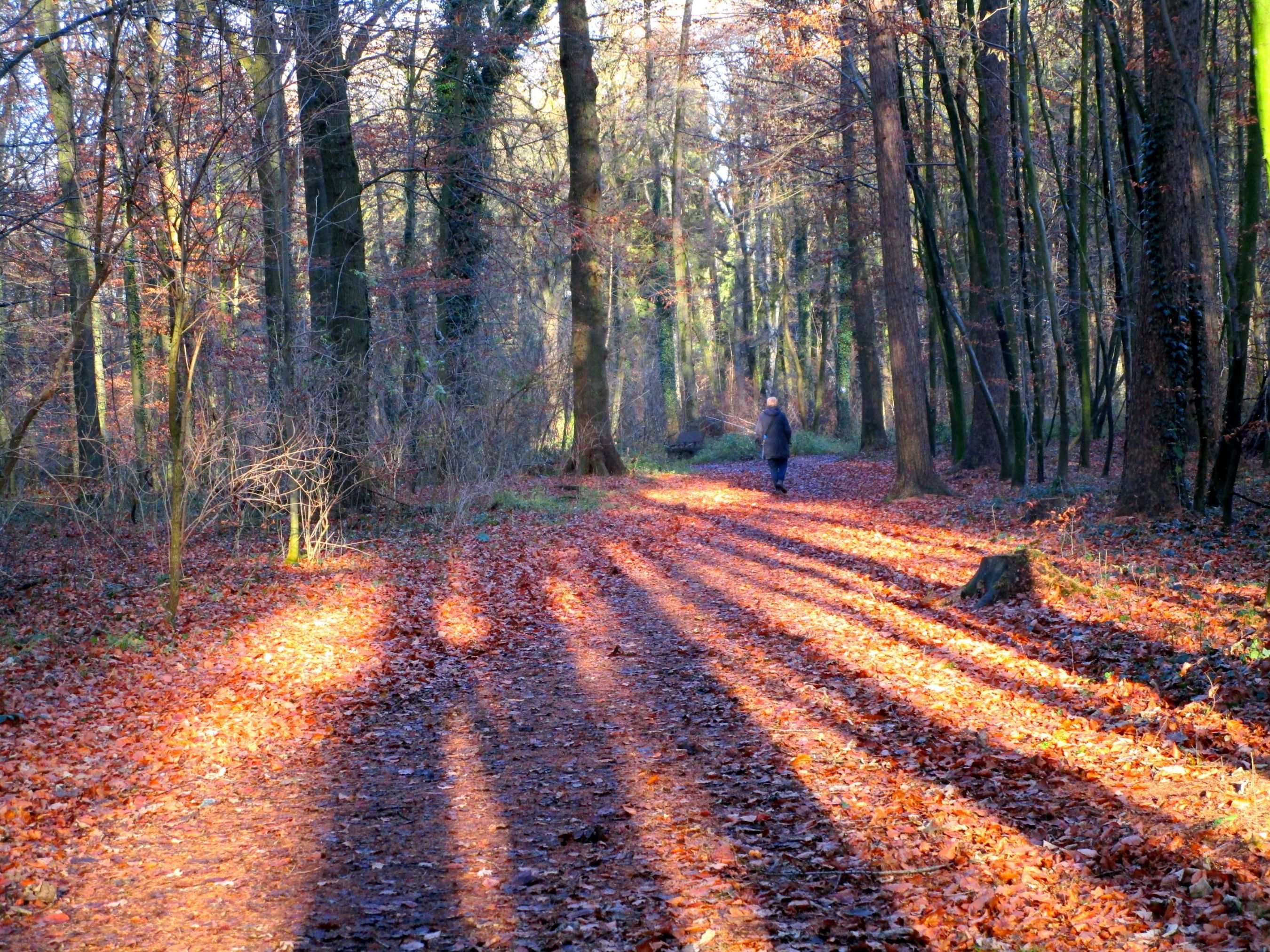 Quiet forest