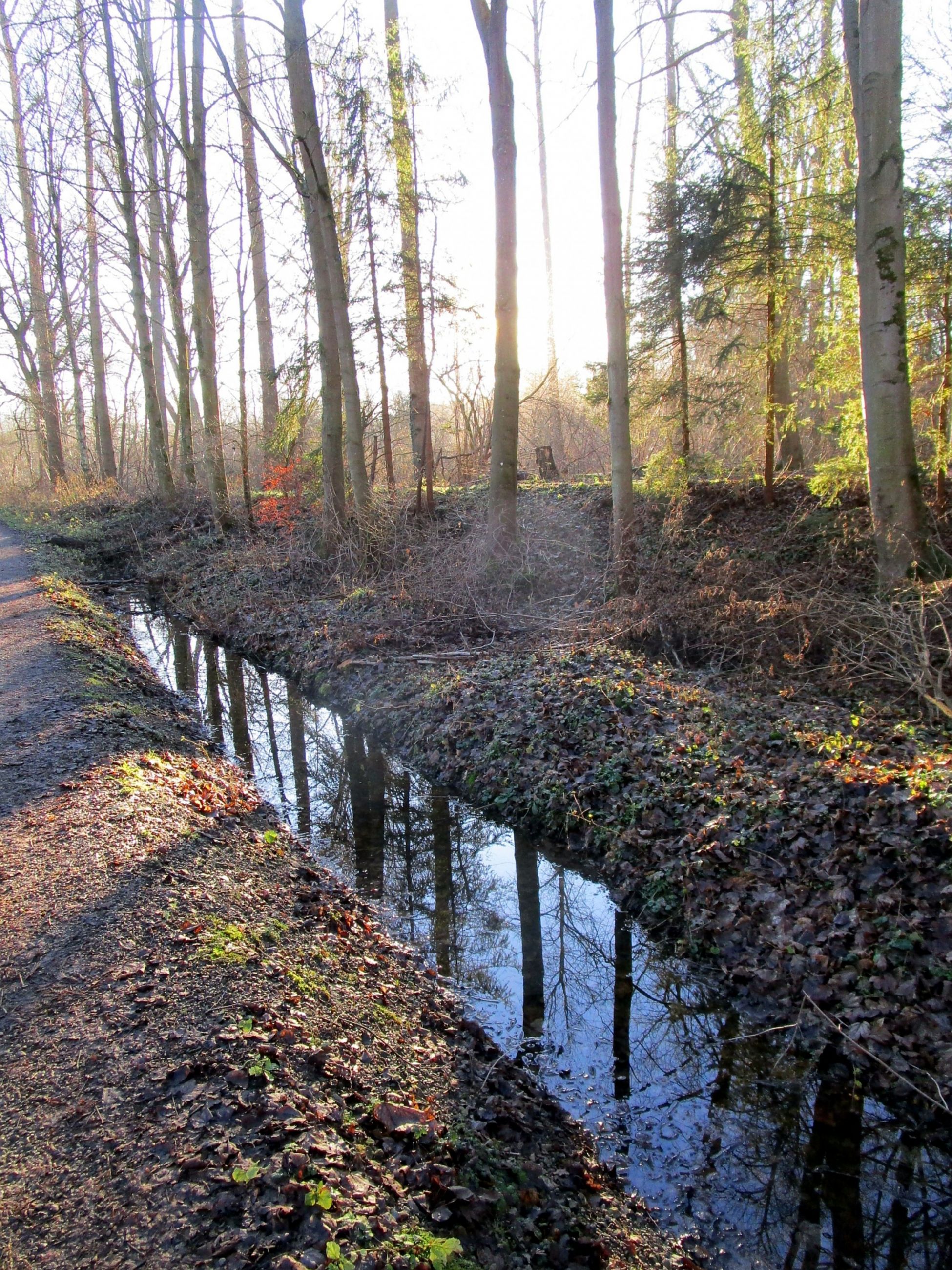 Forest in winter