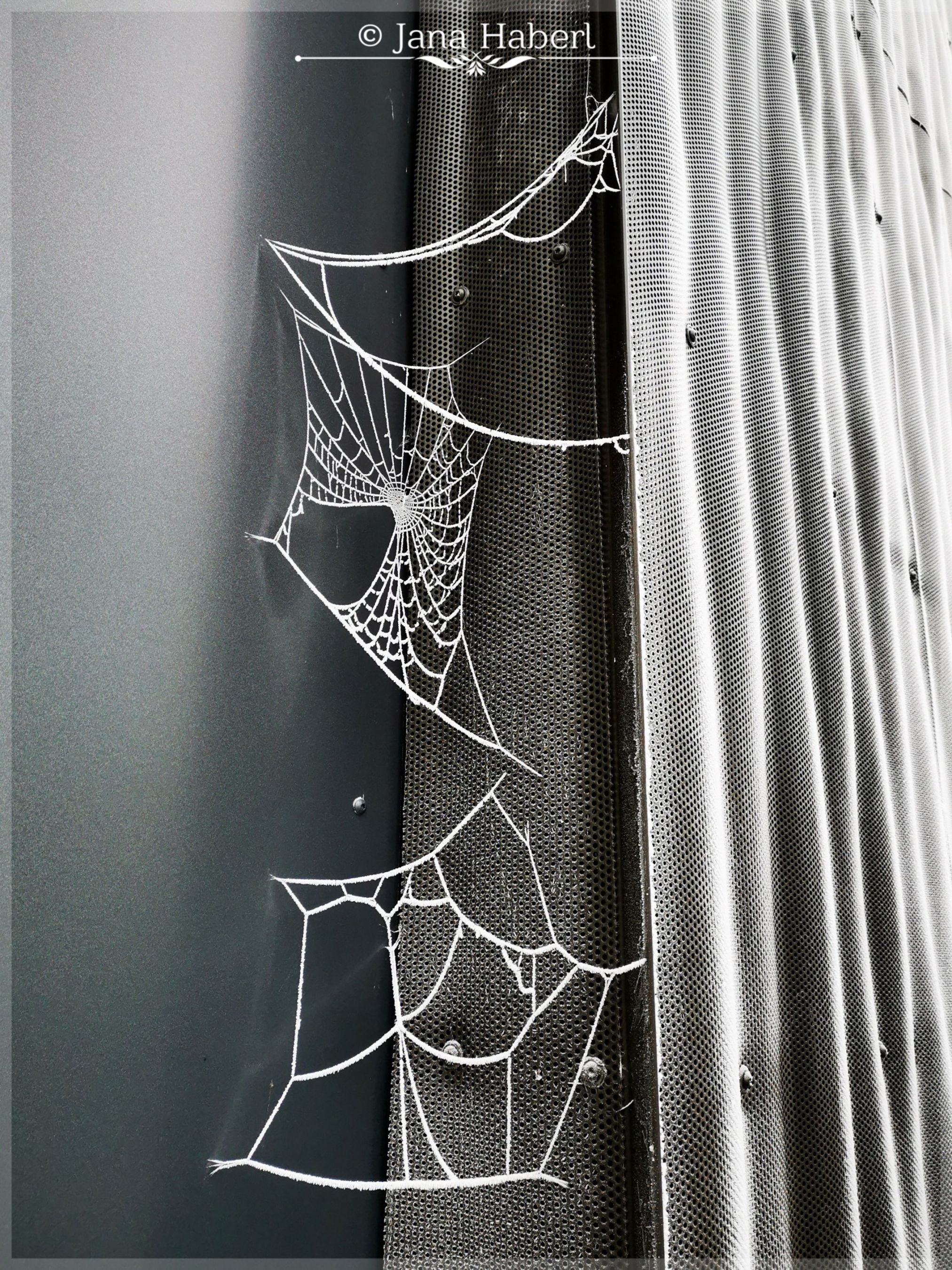 Spinnweben unter Frost