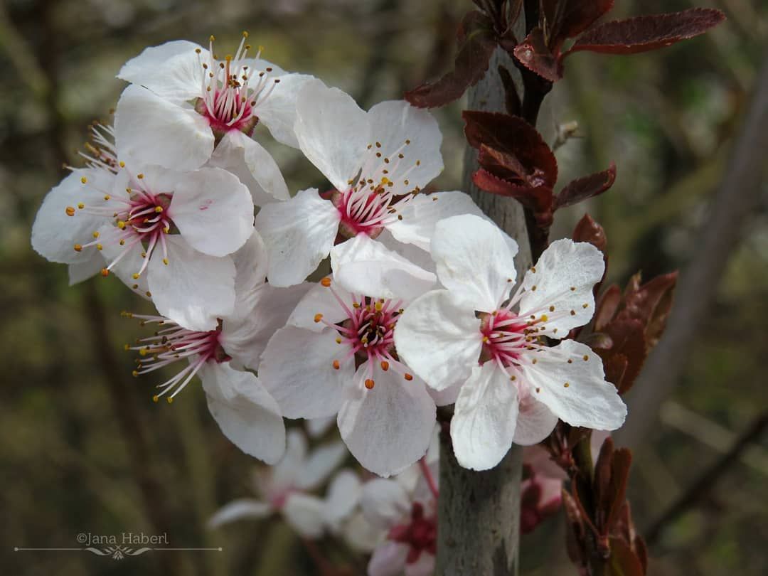 Kirschblüten