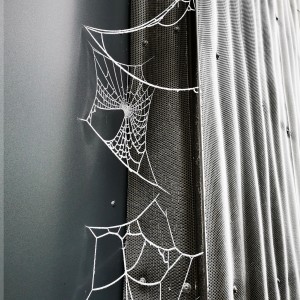 Spinnweben unter Frost